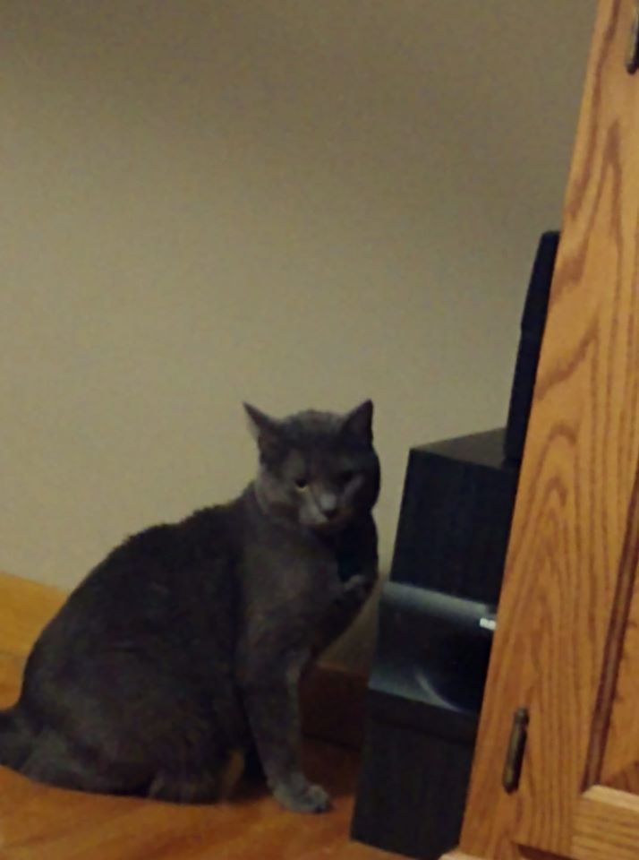 Pet32.jpg